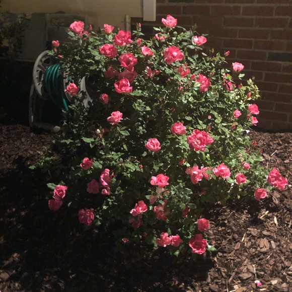 Meet your Posher, Joanna - Picture 1 of 1